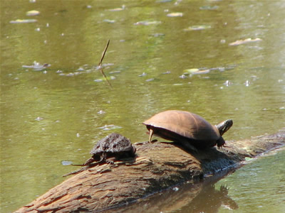 Basking Duo
